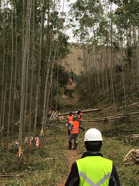 Supressão de vegetação Linha de Transmissão