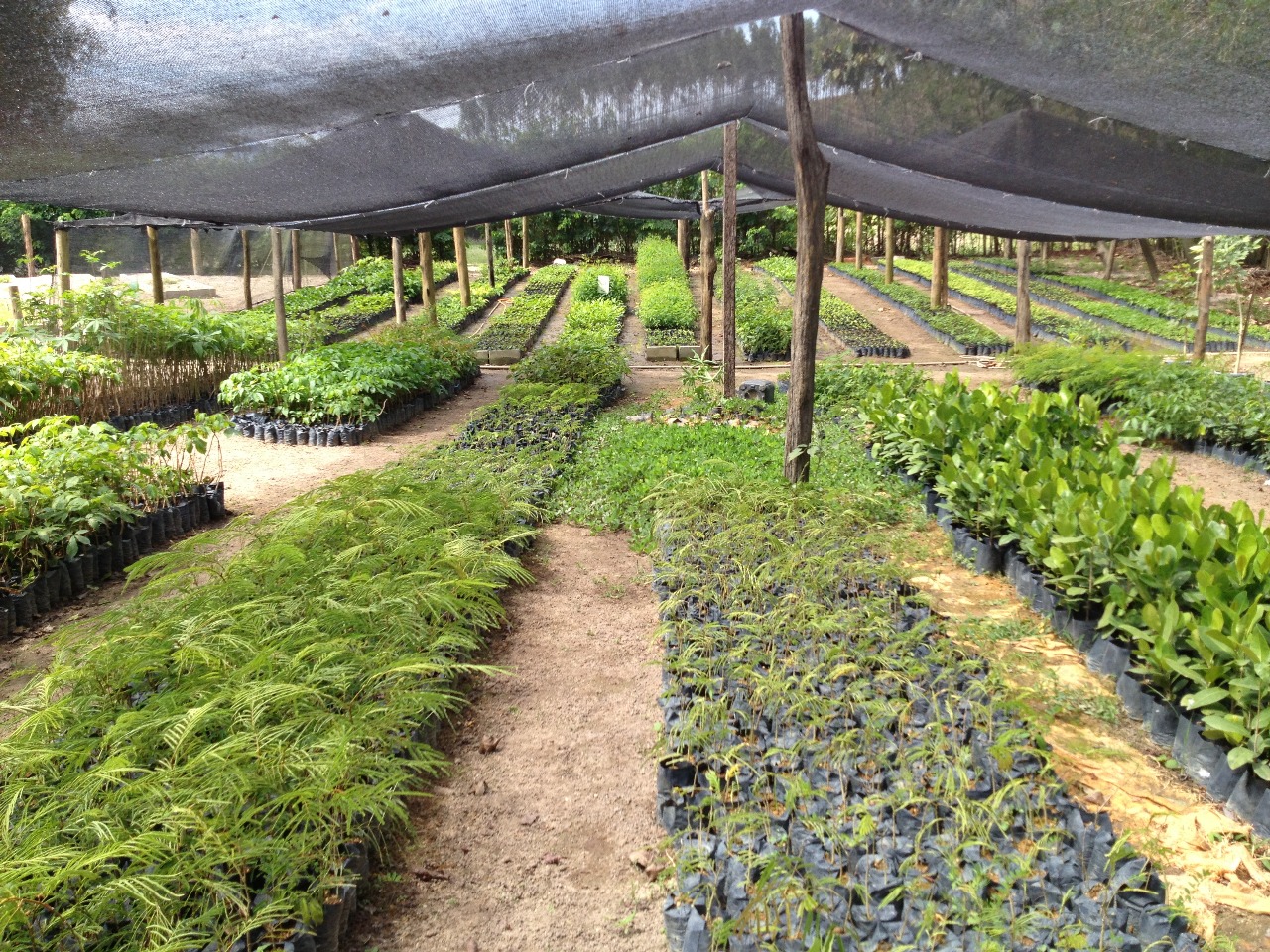 Produção de Mudas Florestais