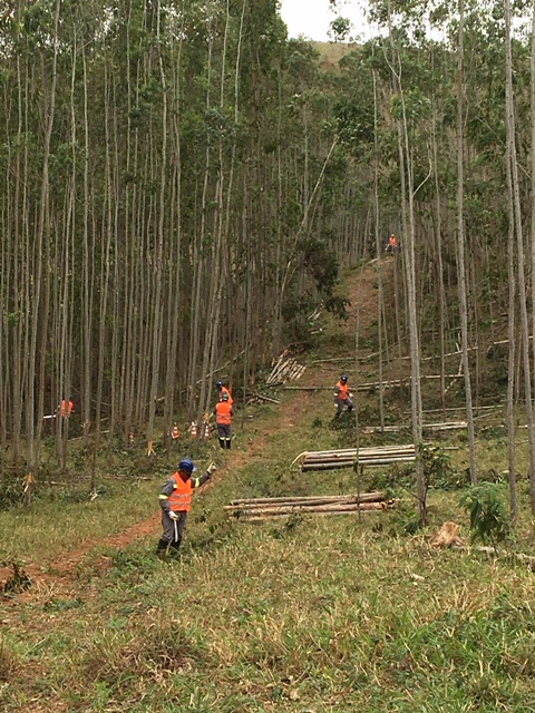 Supressão de vegetação Linha de Transmissão
